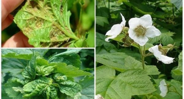 Jak se vypořádat s mšicemi na malinách během plodování, jak zpracovat